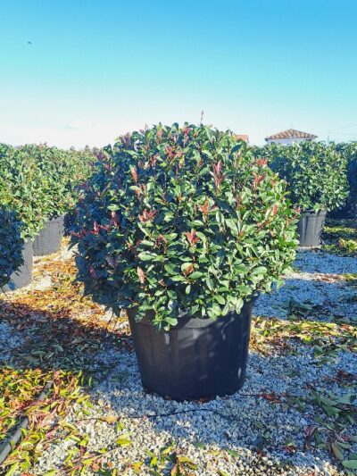 Photinia Red Robin (ball) D.100-120 180L