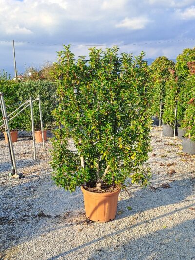 Prunus Lusitanica Angustifolia (frame) 150x100 45L