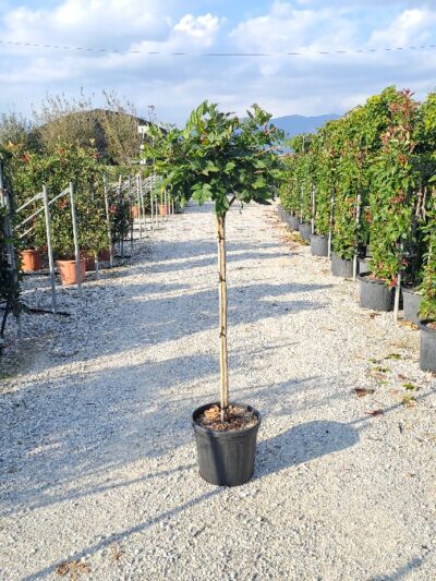 Wisteria Sinensis (1/2 std) D.40-50 20L