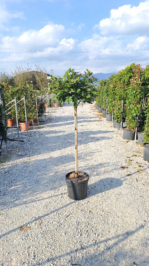 Wisteria Sinensis (1/2 std) D.40-50 20L