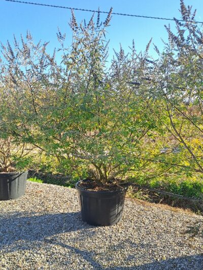 Vitex Agnus Castus H.200-250 230L