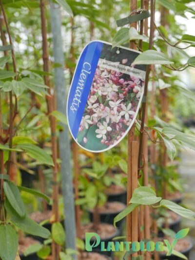 Clematis Armandi Apple Blossom H.200-250 9L