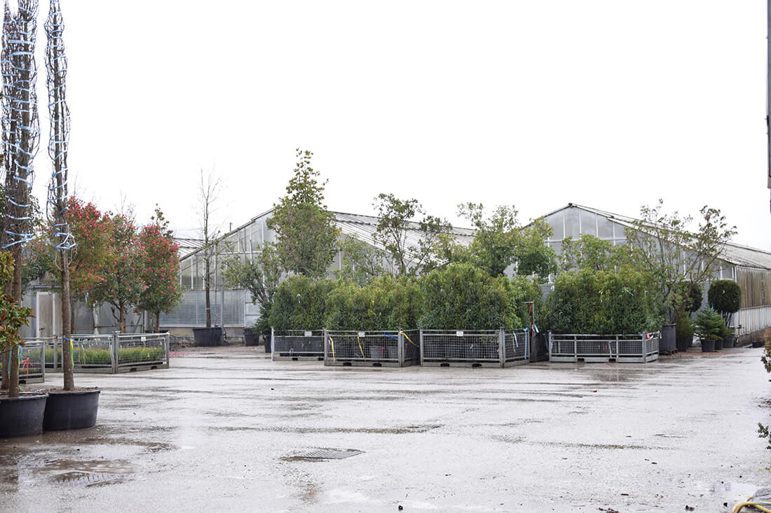 Gallery - Plantology.it (11)