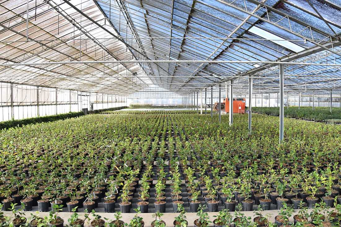 Gallery - Plantology.it (12)