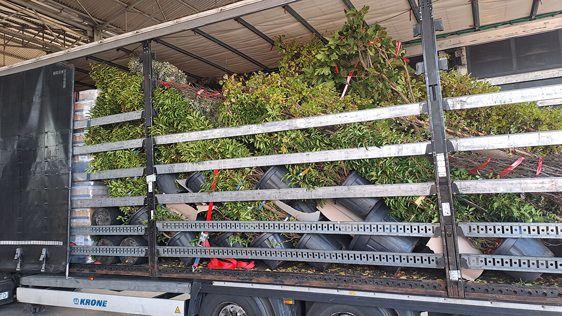 Gallery - Plantology.it (15)