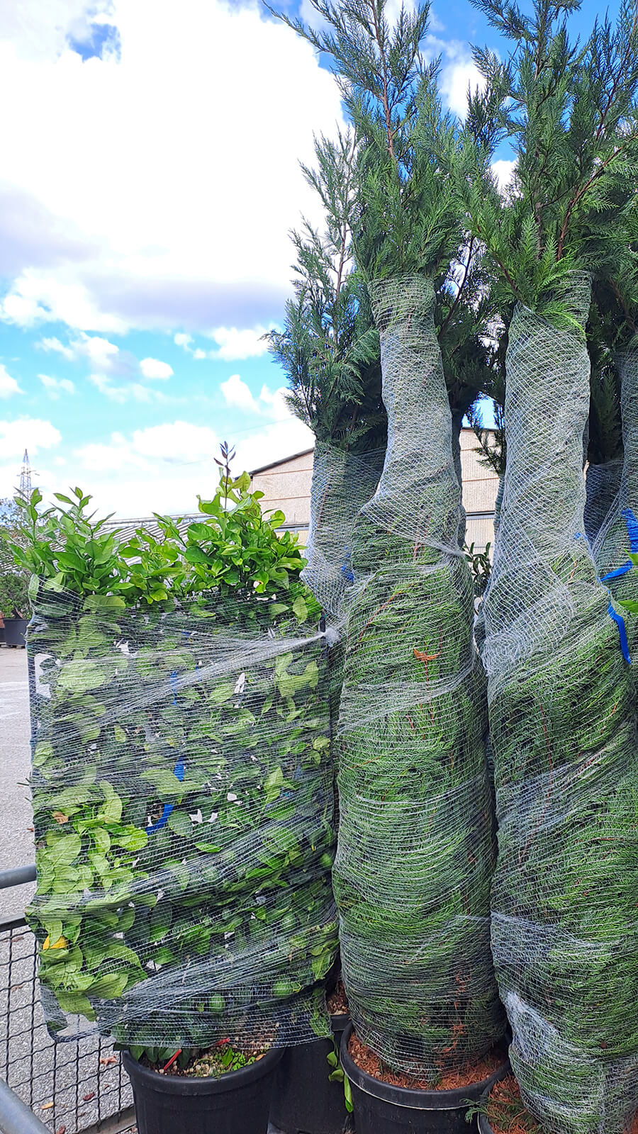 Gallery - Plantology.it (16)