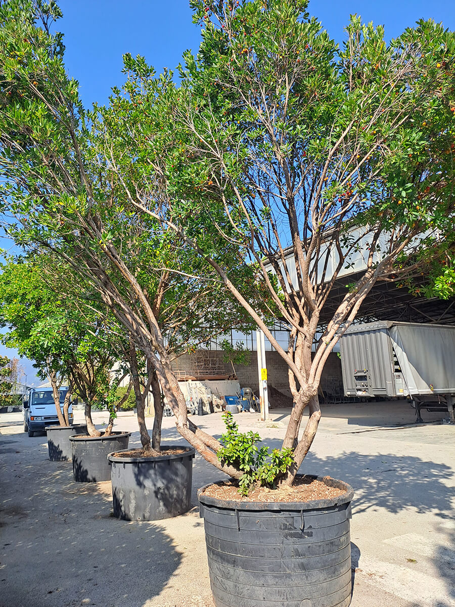 Gallery - Plantology.it (2)