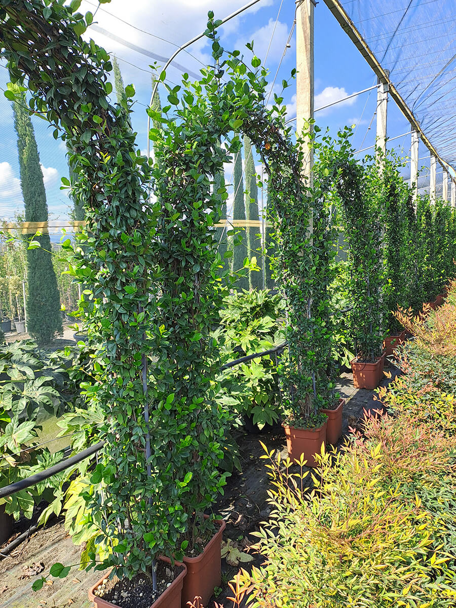 Gallery - Plantology.it (3)