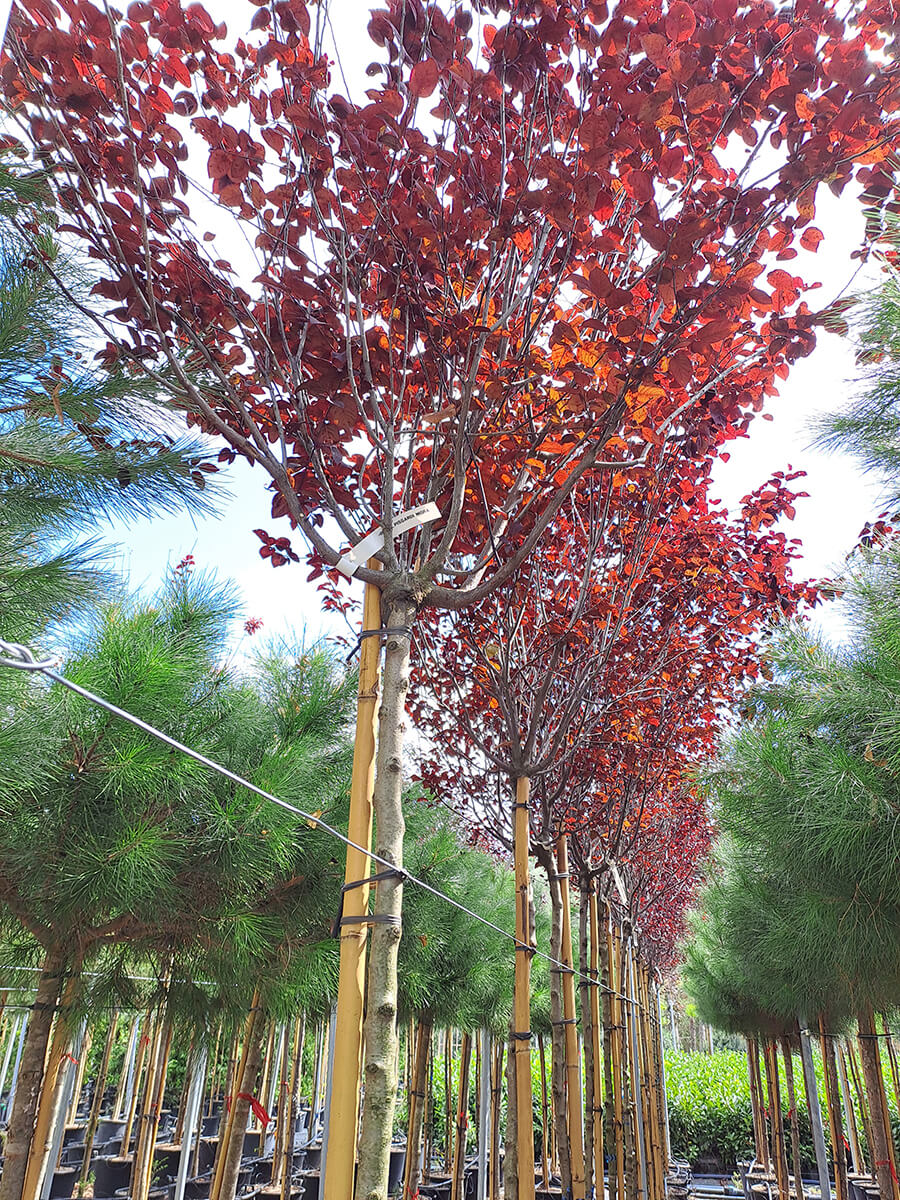 Gallery - Plantology.it (4)