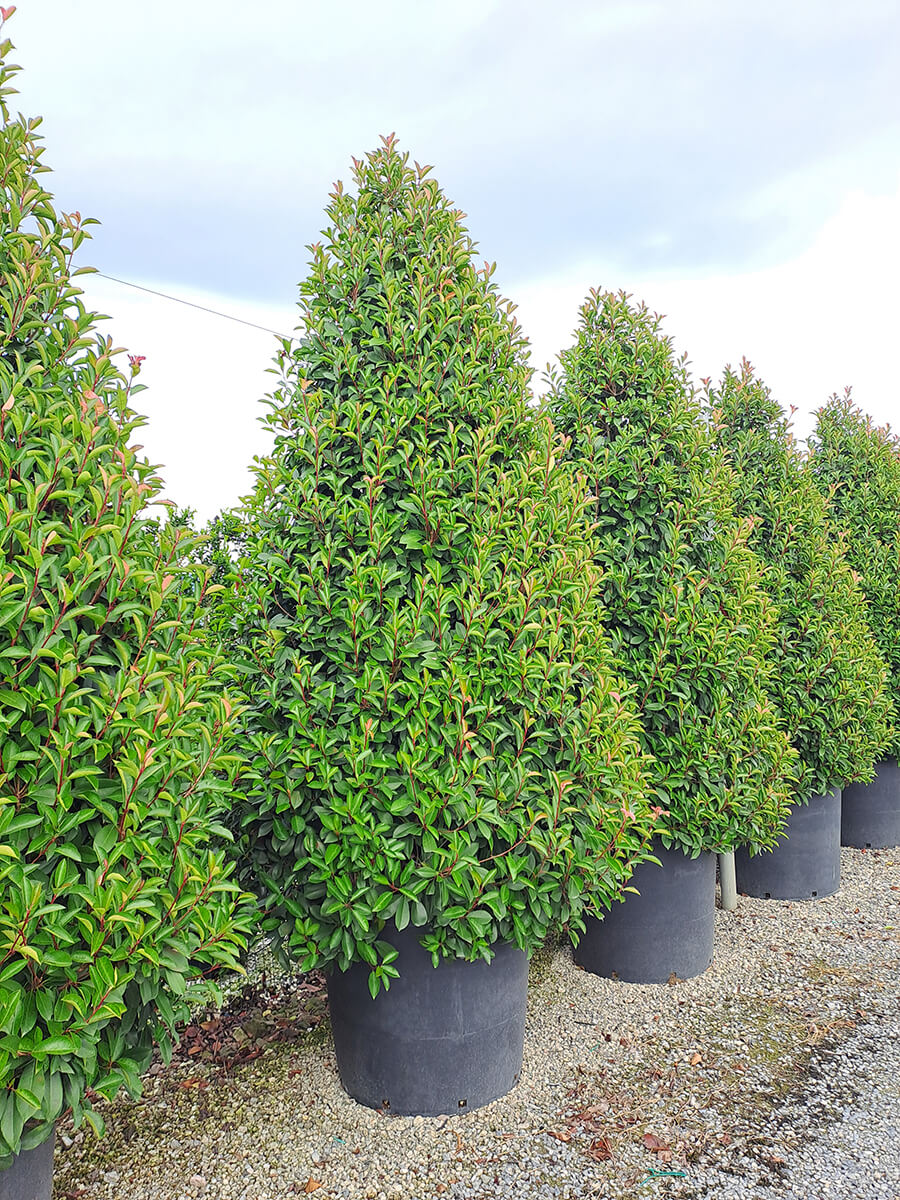 Gallery - Plantology.it (5)