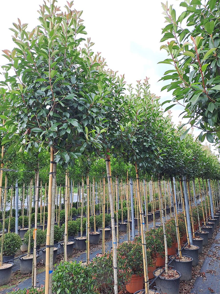 Gallery - Plantology.it (6)