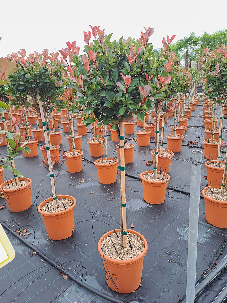 Gallery - Plantology.it (7)