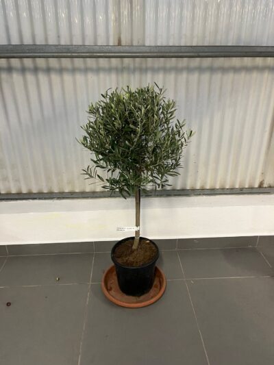 Olea Europaea (mini std) D.30-40 12L
