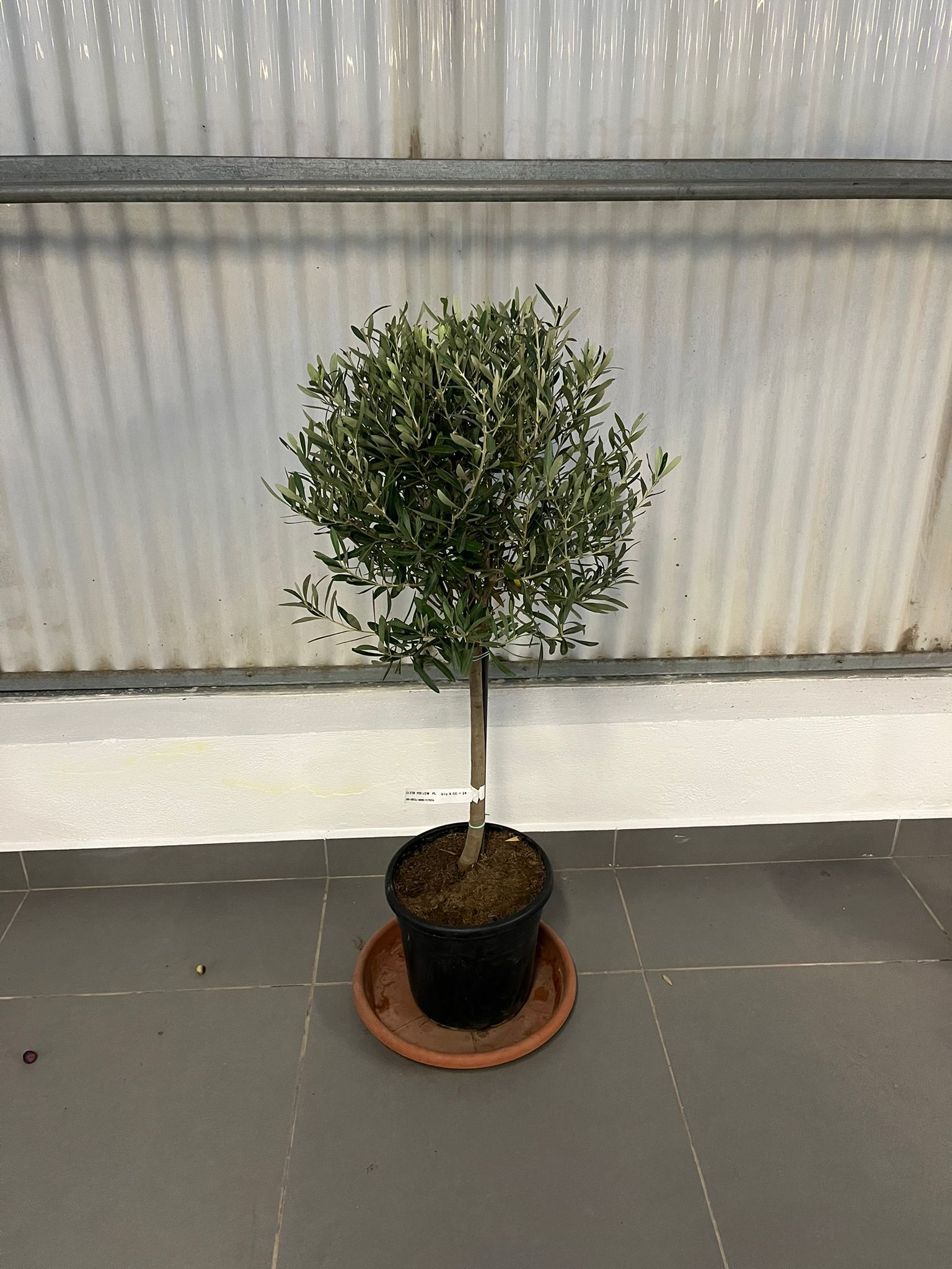 Olea Europaea (mini std) D.30-40 12L