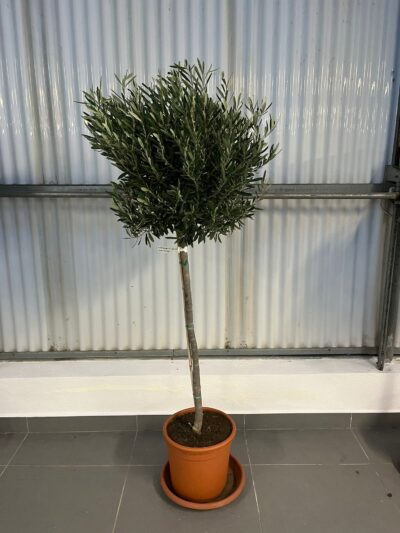 Olea Europaea (1/2 std) D.40-50 18L