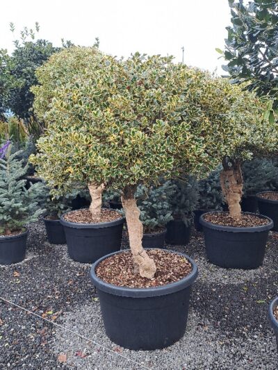 Ilex Aquifolium Argenteomarginata (mushroom) H.125-150 210Lt