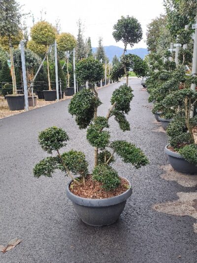 Ilex Crenata Kinme (bonsai) H.120-140 bowl 45Lt