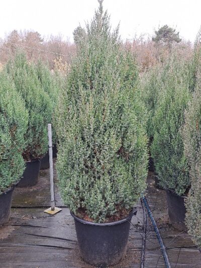 Juniperus Chinensis Stricta H.150-175 65Lt