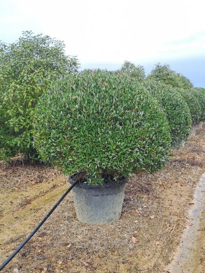 Phillyrea Angustifolia Nana (ball) D.120-140 130Lt