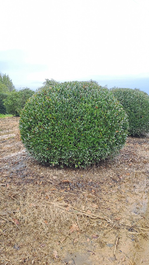 Phillyrea Angustifolia Nana (ball) D.160-180 rootball