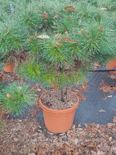 Pinus Nigra Pierrick Bregeon Brepo (1/2 std) D.80-100 35L