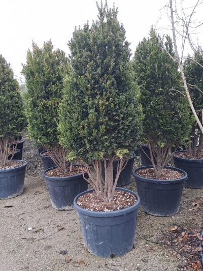 Taxus Media Hillii (multistem) H.175-200 130L