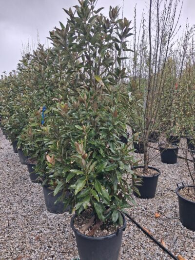 Magnolia Grandiflora TMGH (Alta) H.200-220 65L