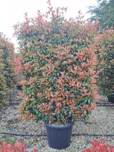 Photinia Red Robin (frame) 200x120 90L