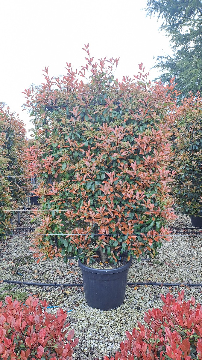 Photinia Red Robin (frame) 200x120 90L