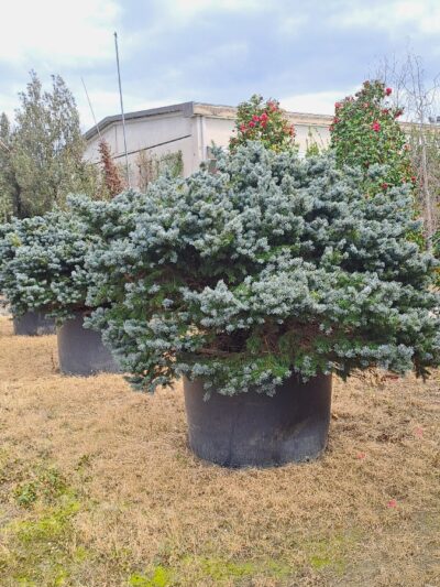 Picea Pungens Glauca Globosa D.200-220 750L