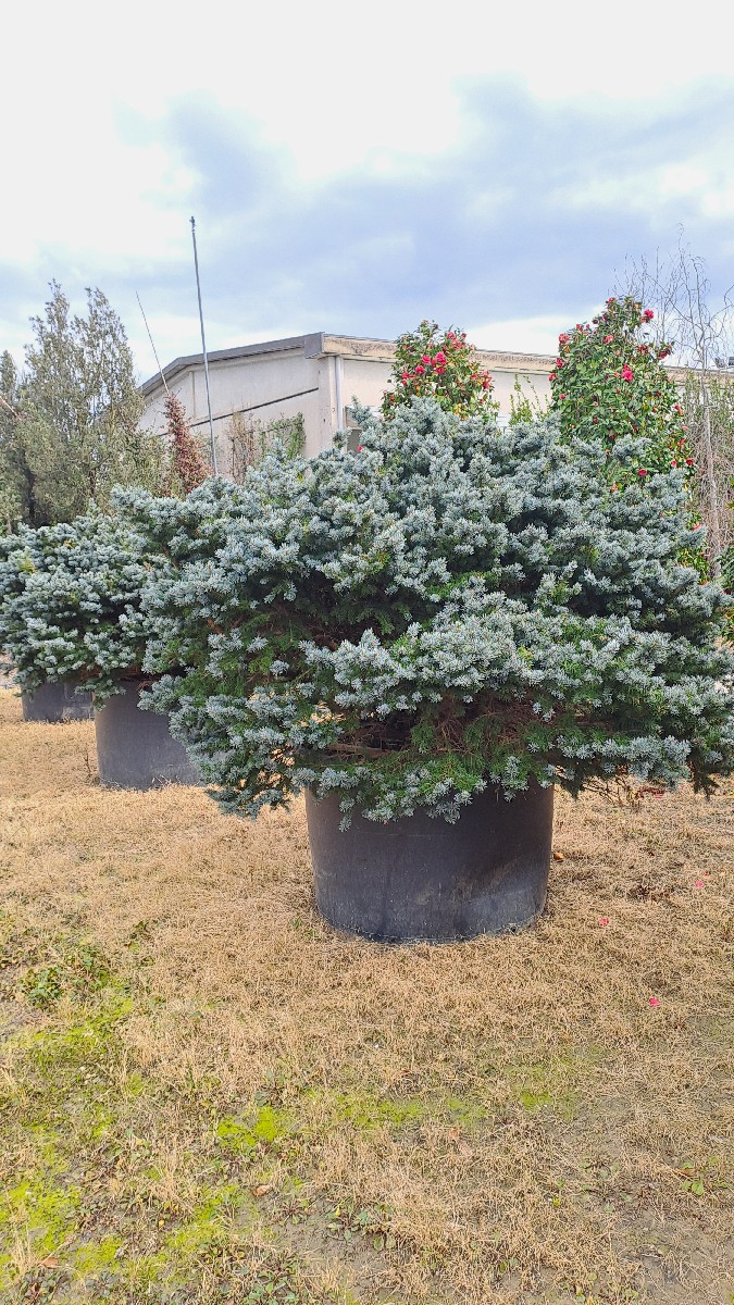 Picea Pungens Glauca Globosa D.200-220 750L
