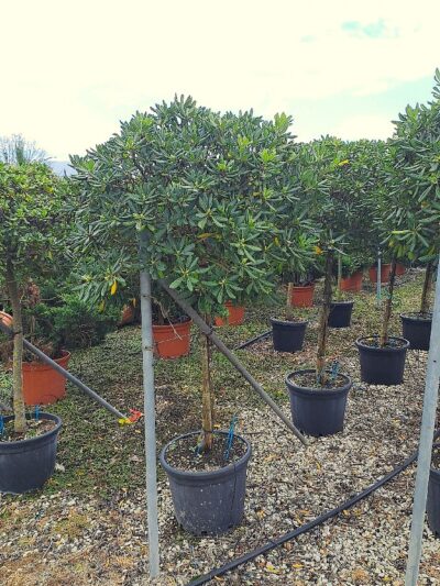 Pittosporum Tobira (1/2 std) C.12-14 30L