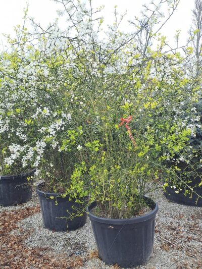Citrus Triptera - Poncirus Trifoliata H.175-200 180L
