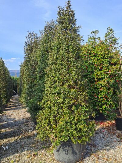 Quercus Ilex H.350-400 375L