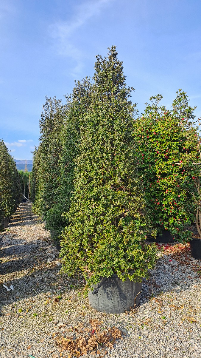 Quercus Ilex H.350-400 375L