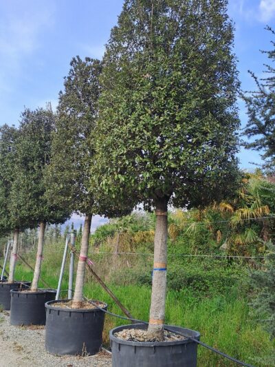 Quercus Ilex (std) C.50-55 750L