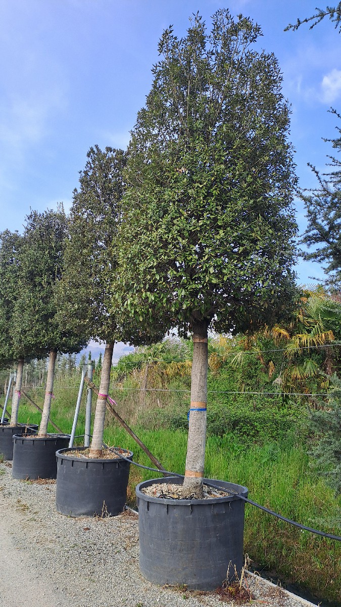 Quercus Ilex (std) C.50-55 750L