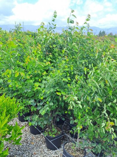 Amelanchier Lamarckii H.080-100 9L