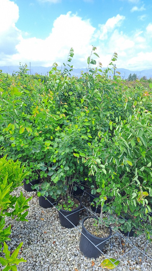Amelanchier Lamarckii H.080-100 9L