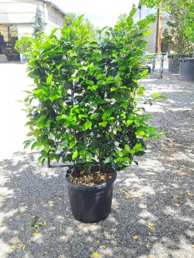 Camellia Japonica (frame) 100x65 35L