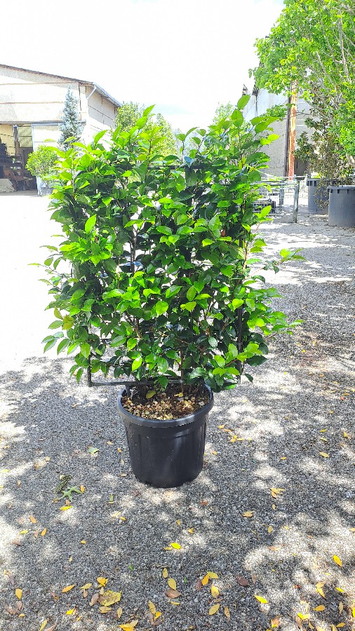 Camellia Japonica (frame) 100x65 35L