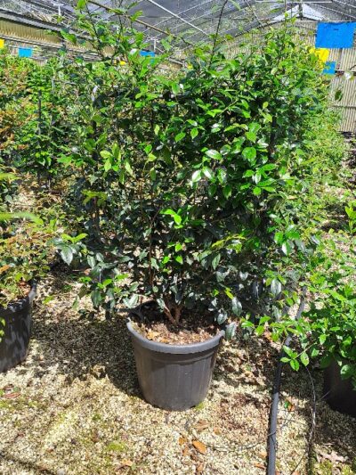 Camellia Sasanqua (frame) 100x65 35L