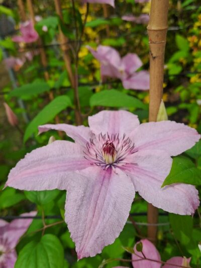 Clematis (varieties) H.125-150 3L