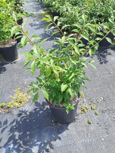 Euonymus Alatus Blade Runner 9L