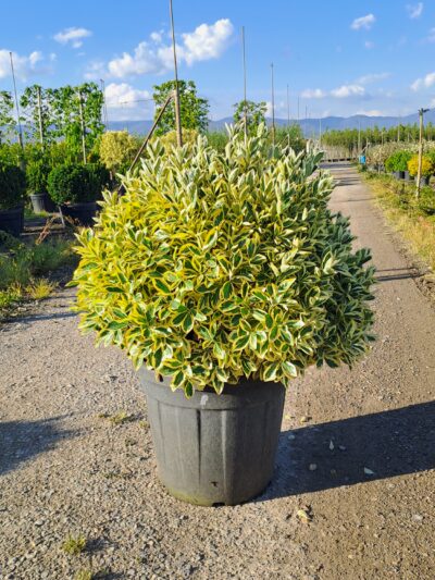 Euonymus Japonicus Elegantissima Aurea (ball) D.60-70 45L