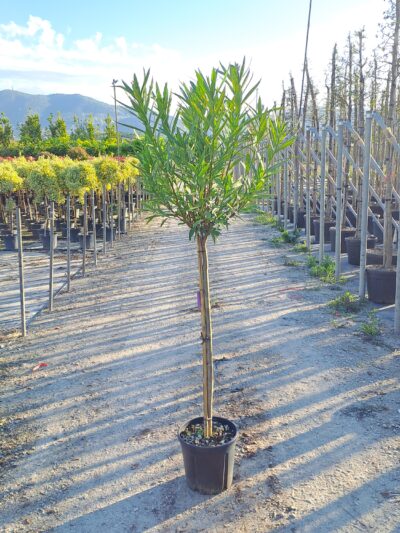 Nerium Oleander (1/2 std) 18L