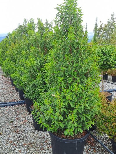 Prunus Lusitanica Angustifolia H.175-200 90L