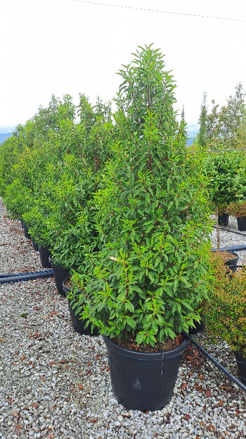Prunus Lusitanica Angustifolia H.175-200 90L