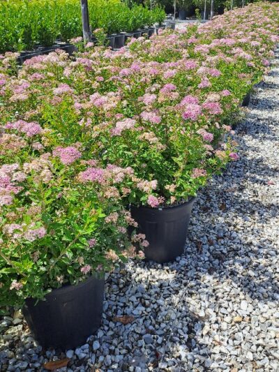 Spiraea Japonica Little Princess H.040-060 9L