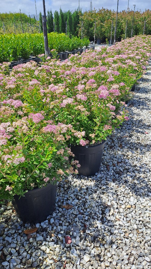 Spiraea Japonica Little Princess H.040-060 9L